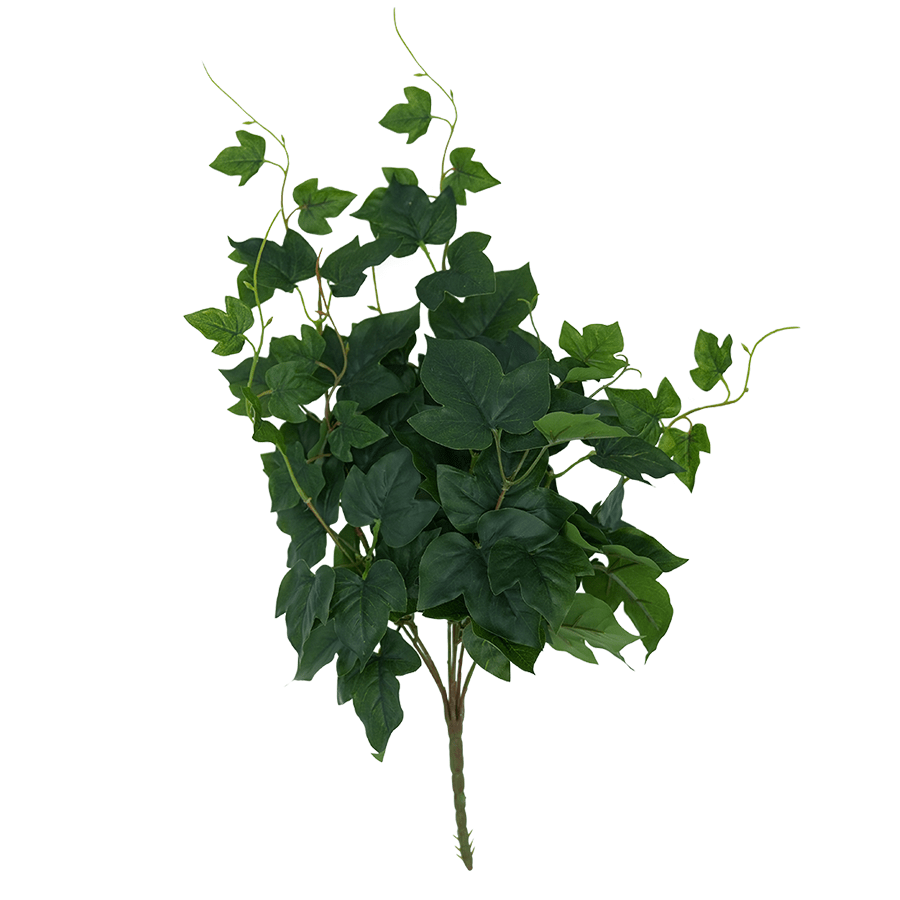 Ivy Morning Glory Ivy Morning Glory Mandaue Foam