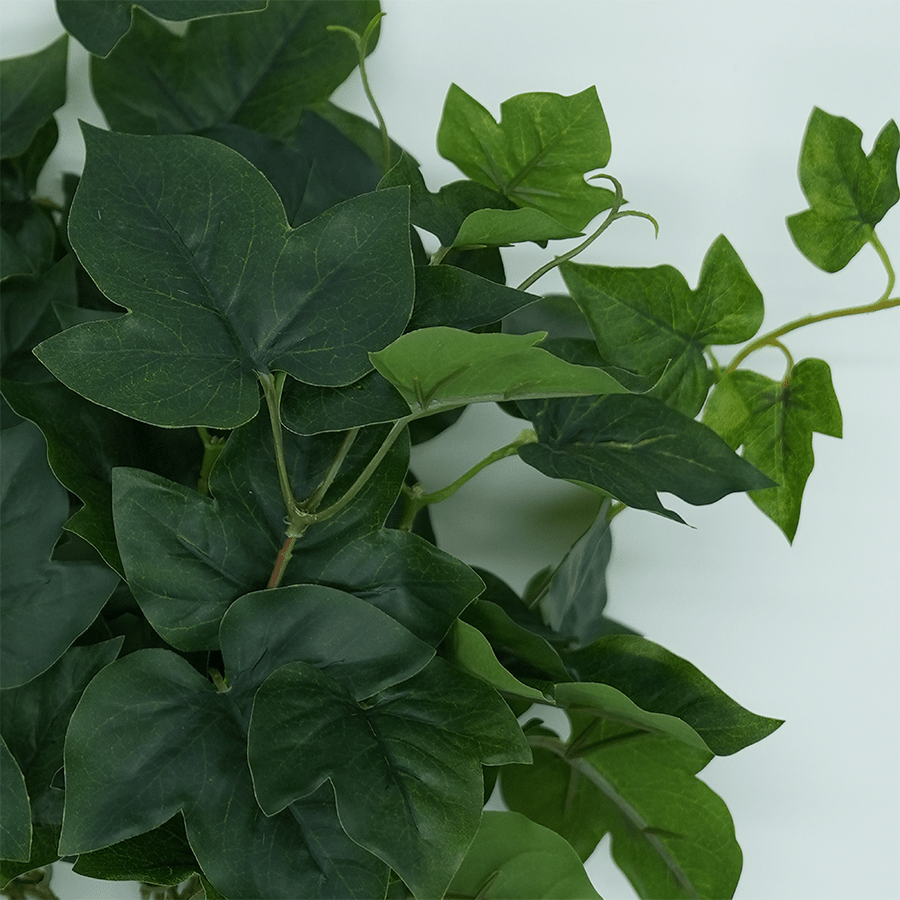 Ivy Morning Glory Ivy Morning Glory Mandaue Foam