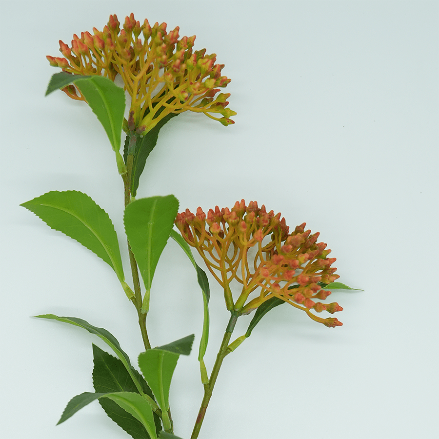 Lindera Flower Lindera Flower Mandaue Foam