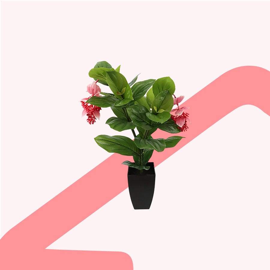 Medinilla Potted Plant 80 cm