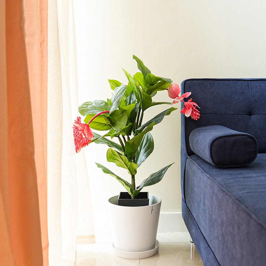 Medinilla Potted Plant 80 cm