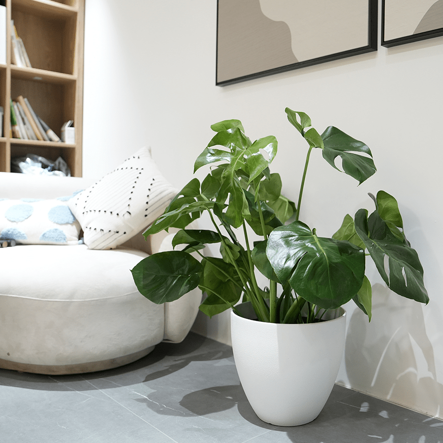 Misty Plastic Planter Misty Plastic Planter Mandaue Foam
