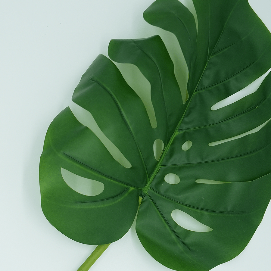 Monstera Single Leaf Monstera Single Leaf Mandaue Foam