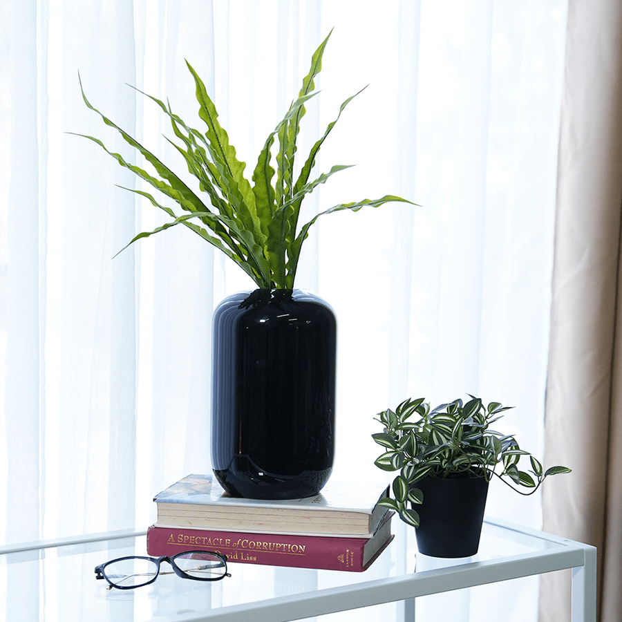 Neottopteris Bunch Neottopteris Bunch Mandaue Foam