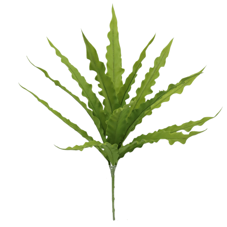 Neottopteris Bunch Neottopteris Bunch Mandaue Foam