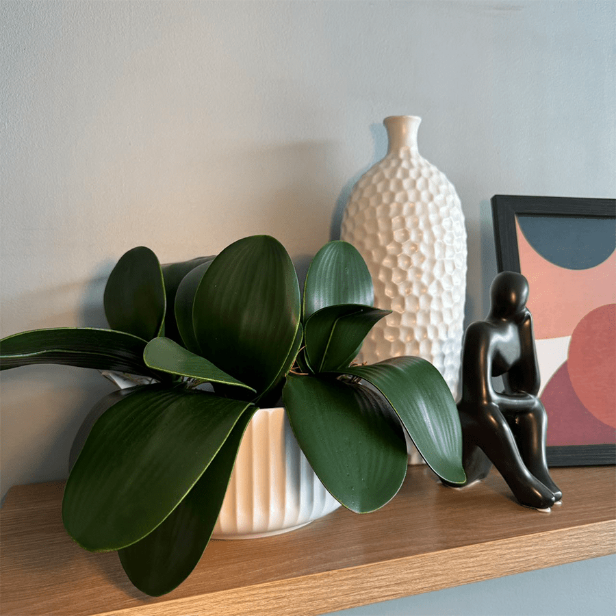 Orchid Bunch Leaf Orchid Bunch Leaf Mandaue Foam