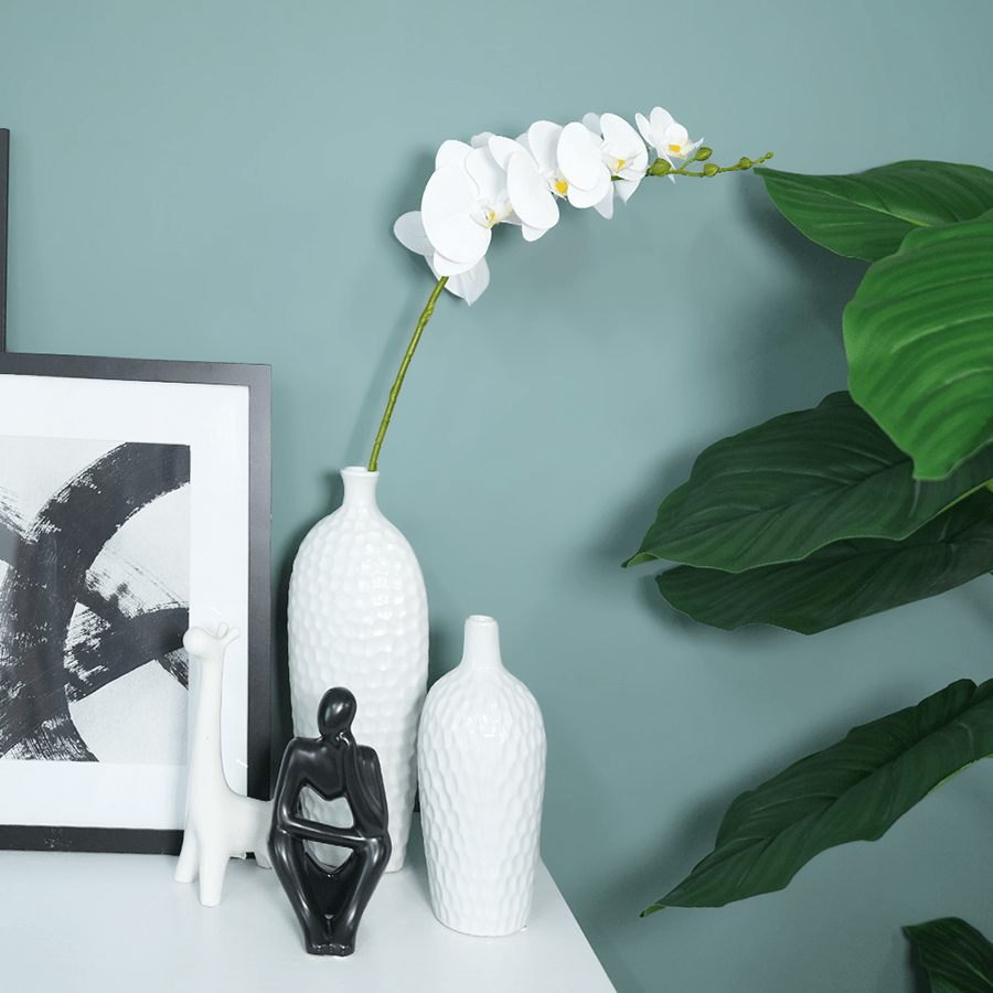 Phalaenopsis Single Flower