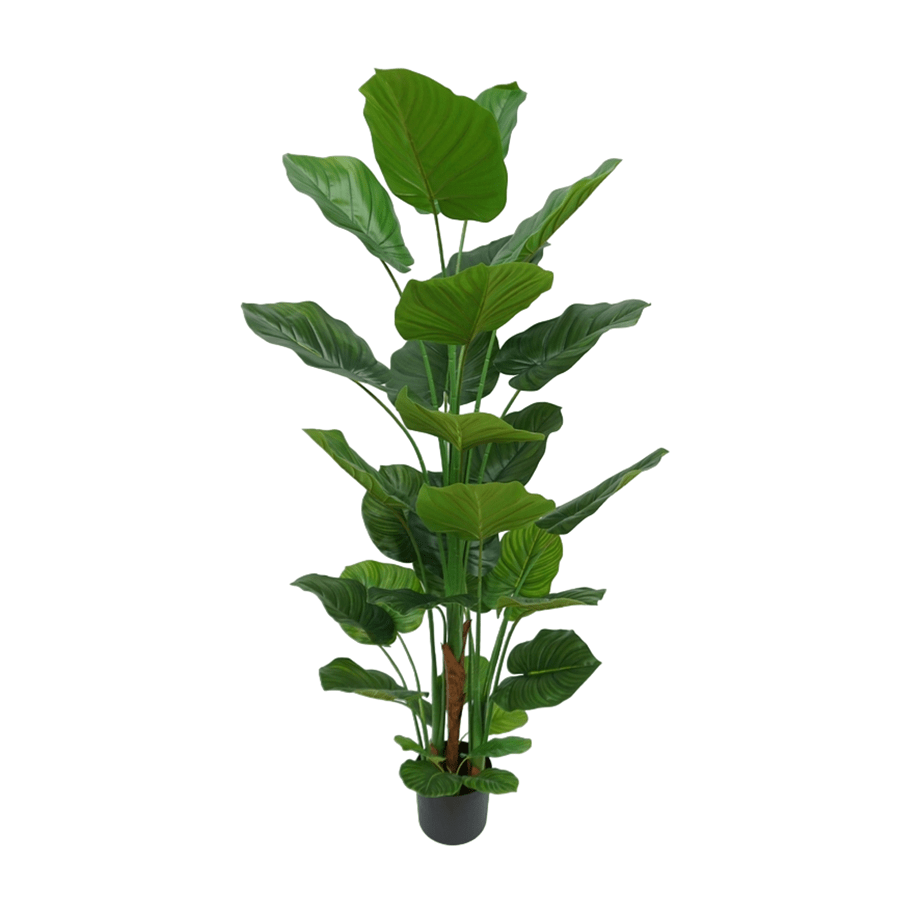 Philodendron in Pot Philodendron in Pot Mandaue Foam
