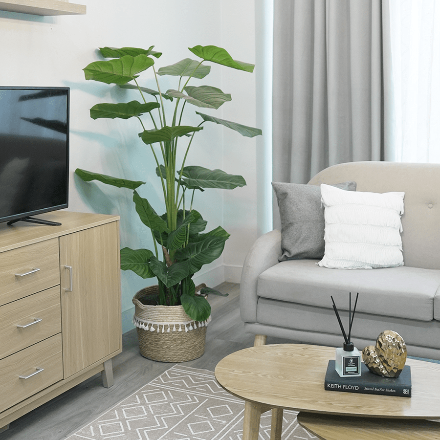 Philodendron in Pot Philodendron in Pot Mandaue Foam