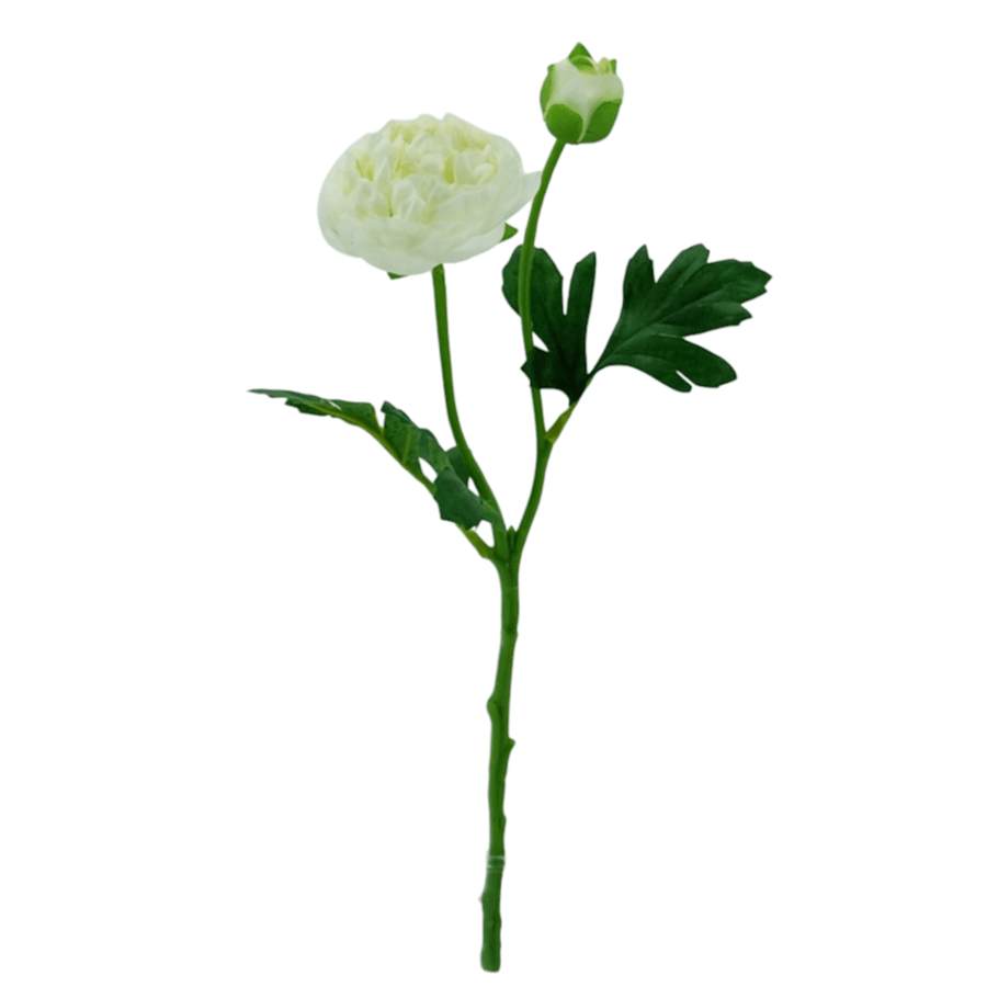 Ranunculous White Ranunculous White Mandaue Foam