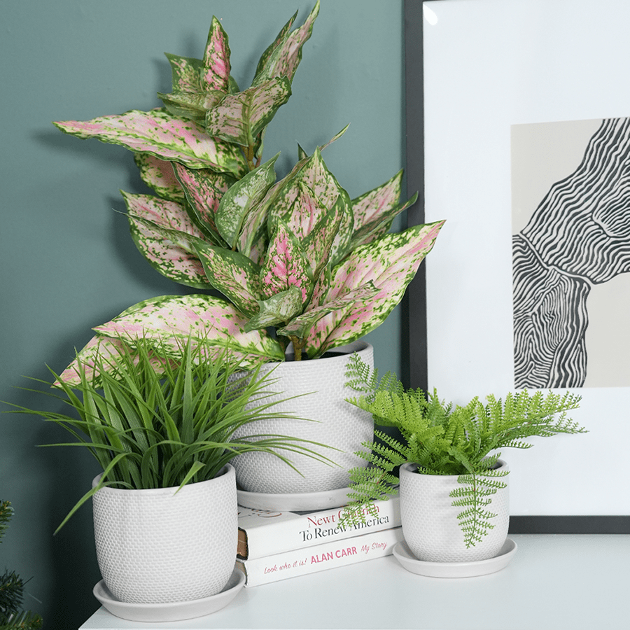 Red Iceton Croton in Pot Red Iceton Croton in Pot Mandaue Foam
