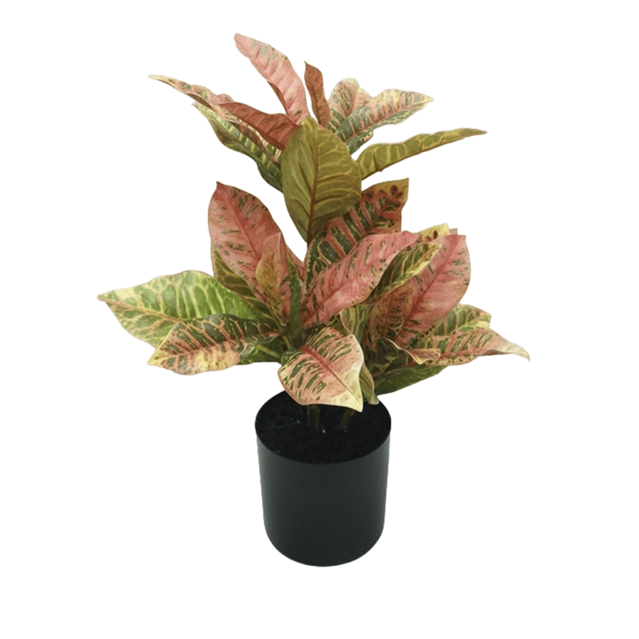 Red Iceton Croton in Pot Red Iceton Croton in Pot Mandaue Foam