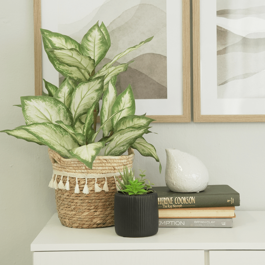 Red Valentine Aglaonema in Pot Red Valentine Aglaonema in Pot Mandaue Foam