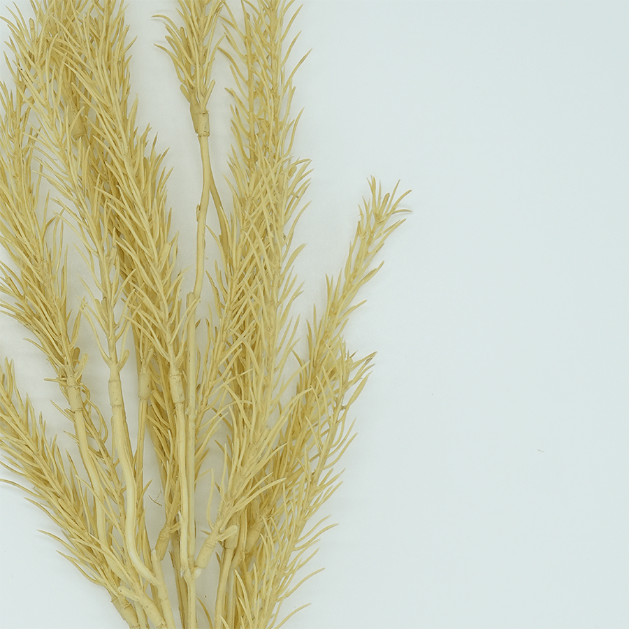 Rosemary Bunch Dried Rosemary Bunch Dried Mandaue Foam