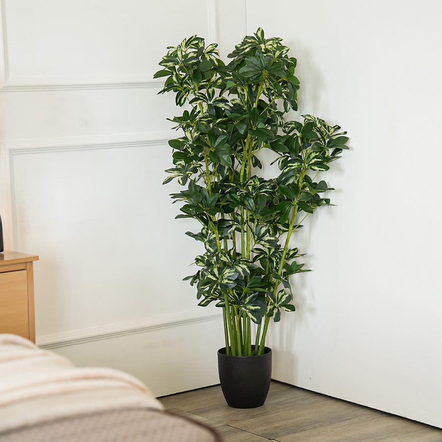 Schefflera Potted Plant 120 cm