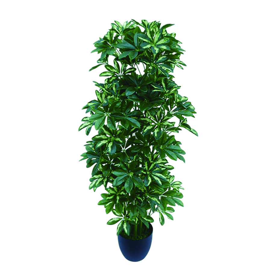Schefflera Potted Plant 120 cm