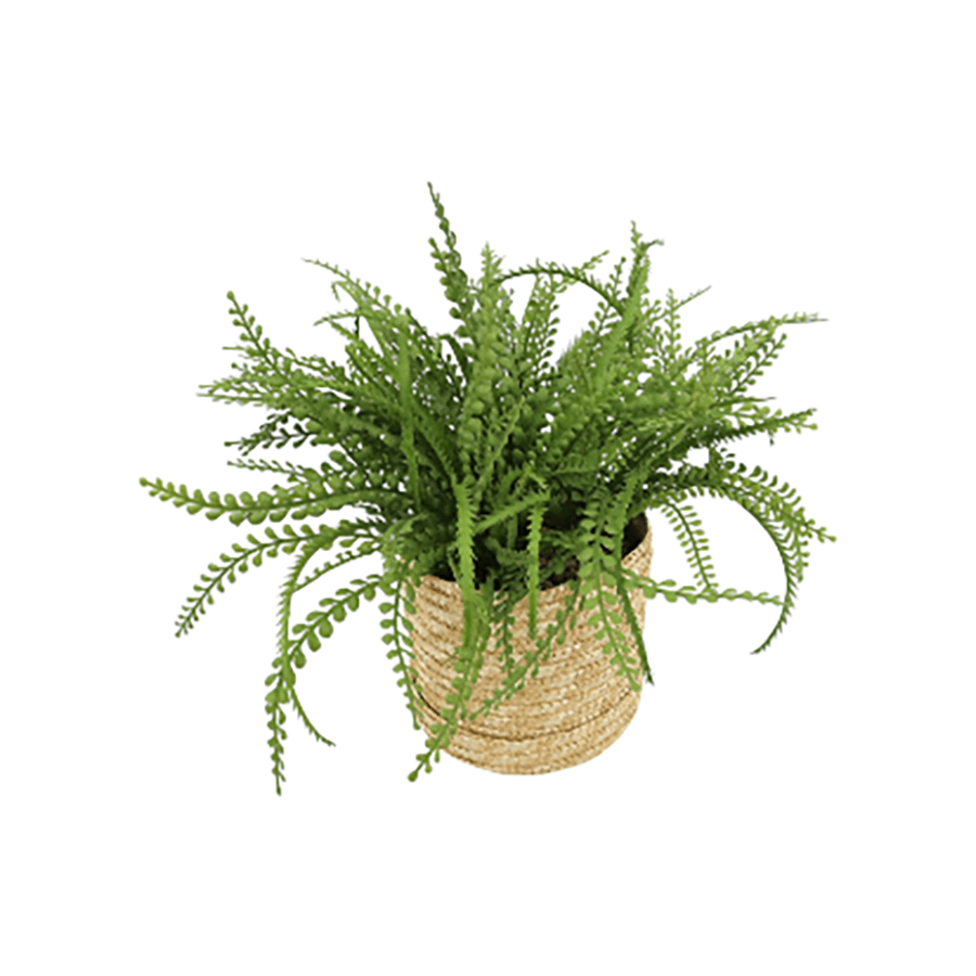 Spleenwort Fern Potted Plant