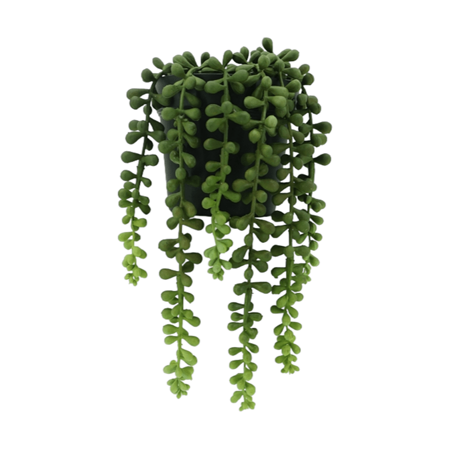 String of Pearl Potted Plant 23 cm String of Pearl Potted Plant 23 cm Mandaue Foam