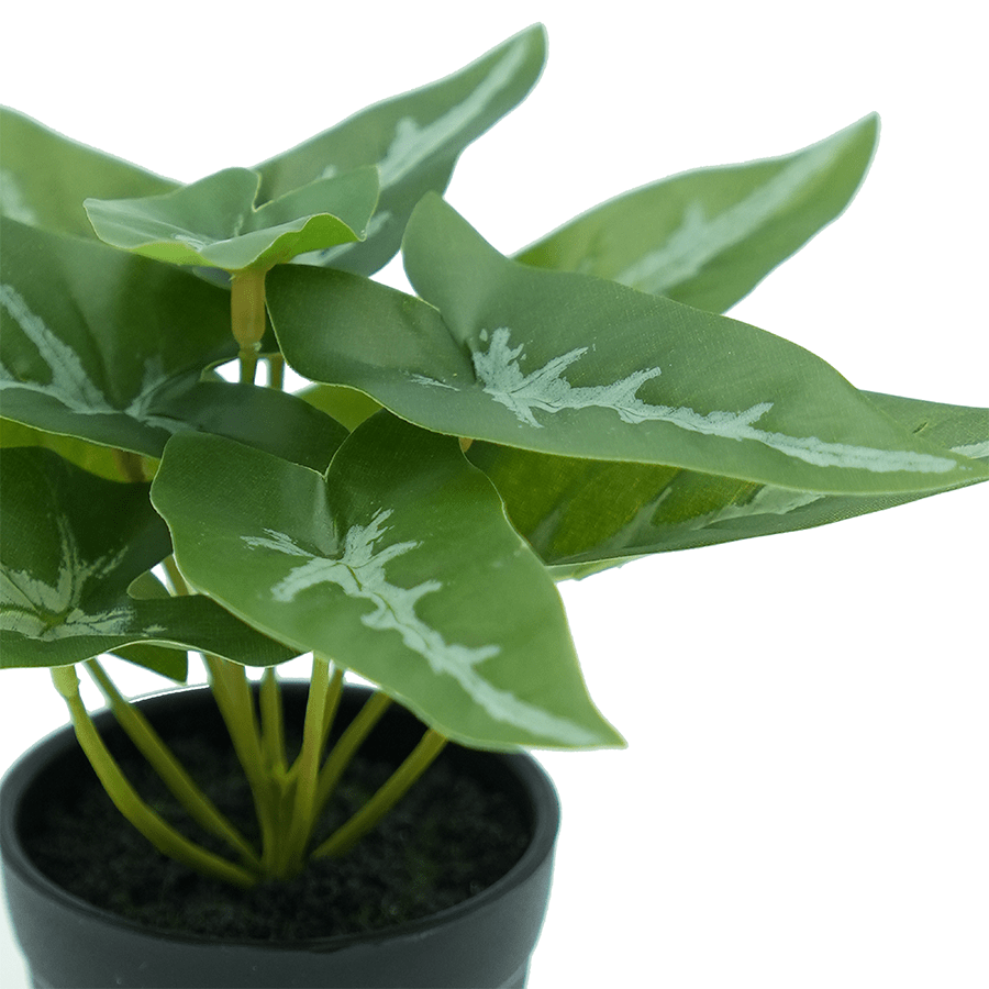 Sygonium Potted Plant Sygonium Potted Plant Mandaue Foam