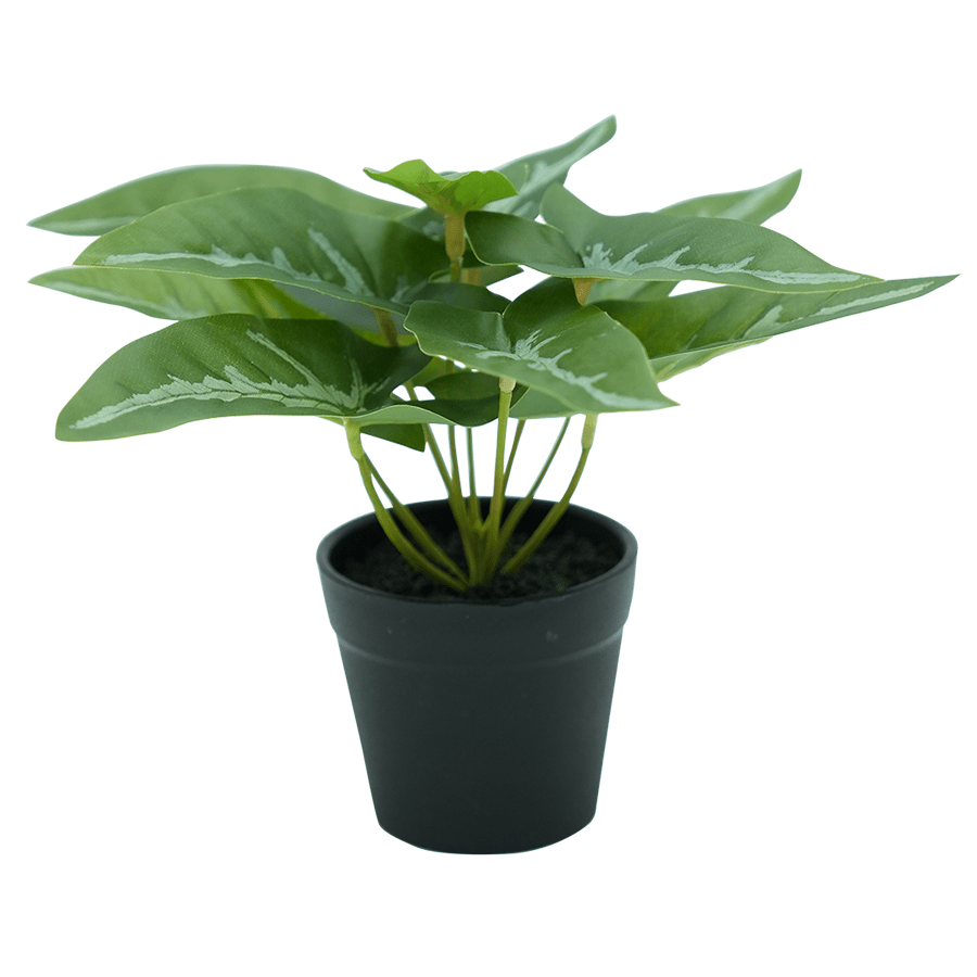 Sygonium Potted Plant Sygonium Potted Plant Mandaue Foam