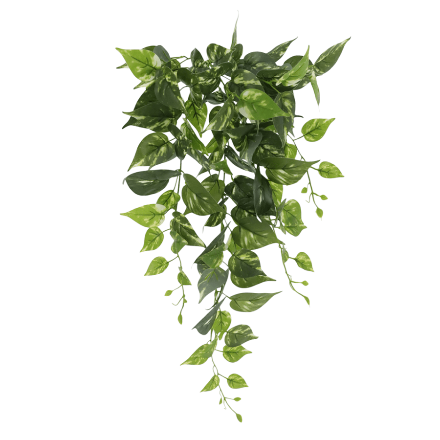 Variegated Pothos Plant Variegated Pothos Plant Mandaue Foam