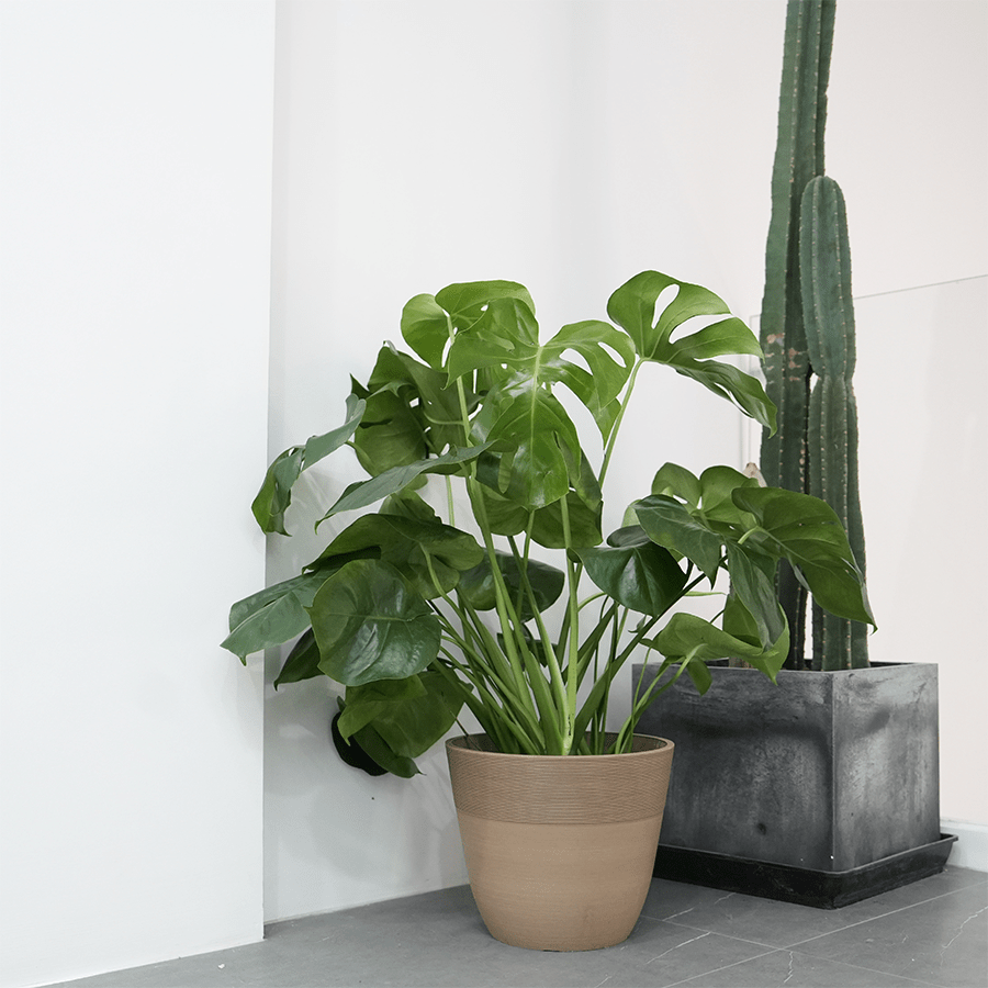 Zyrie Plastic Planter Zyrie Plastic Planter 33 cm Mandaue Foam