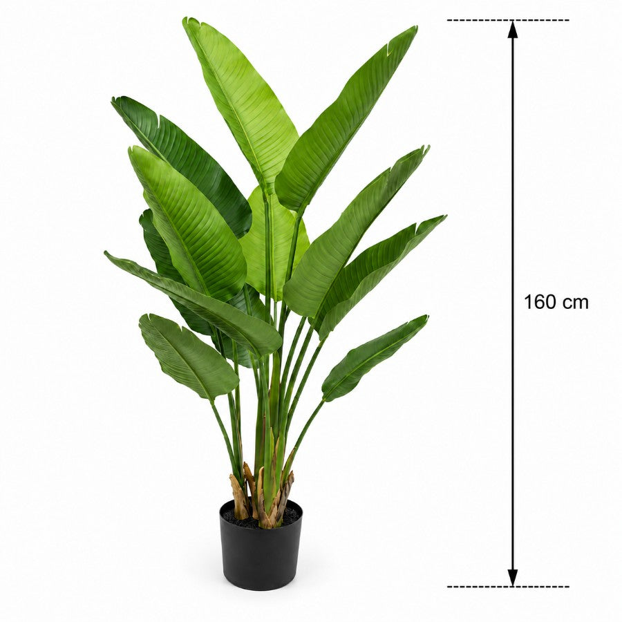 Bird of Paradise 160cm