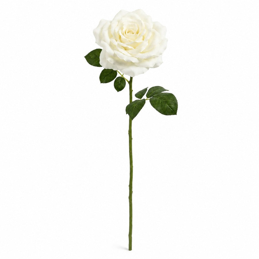 Grandiflora Rose White