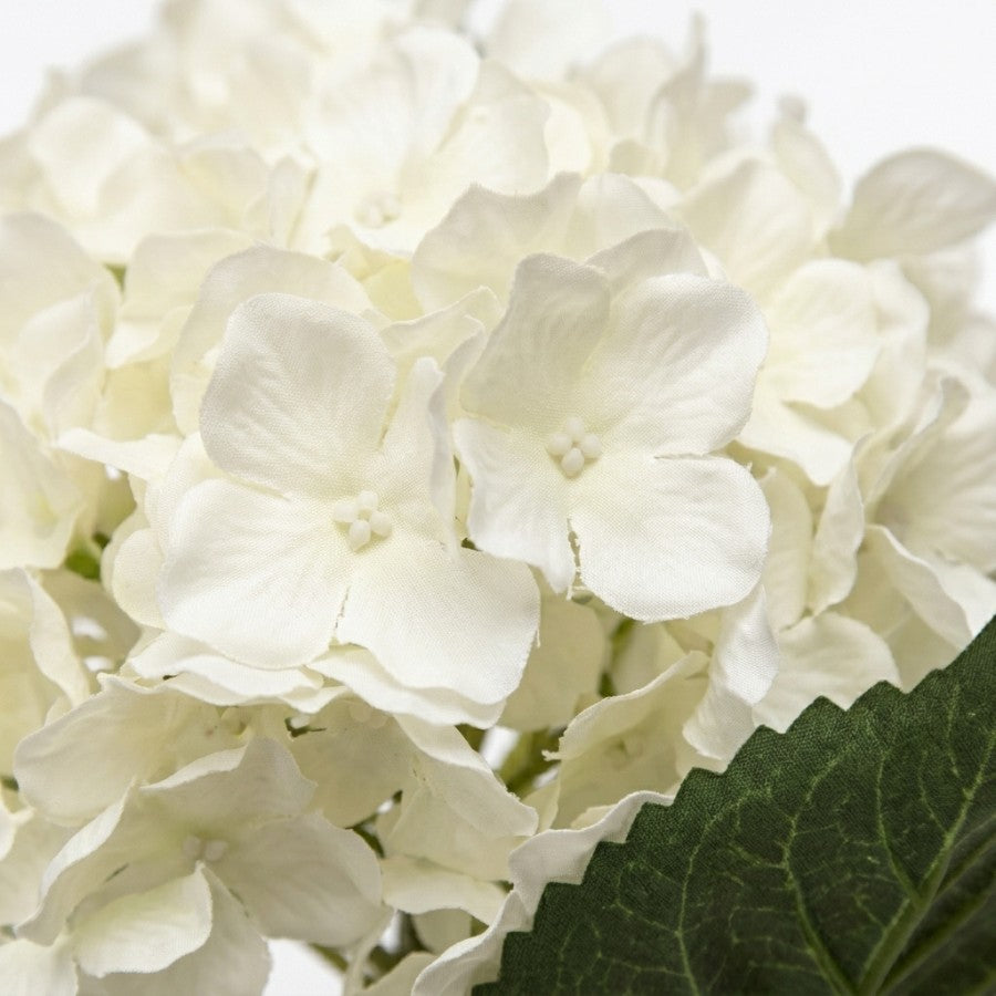 #Color_White