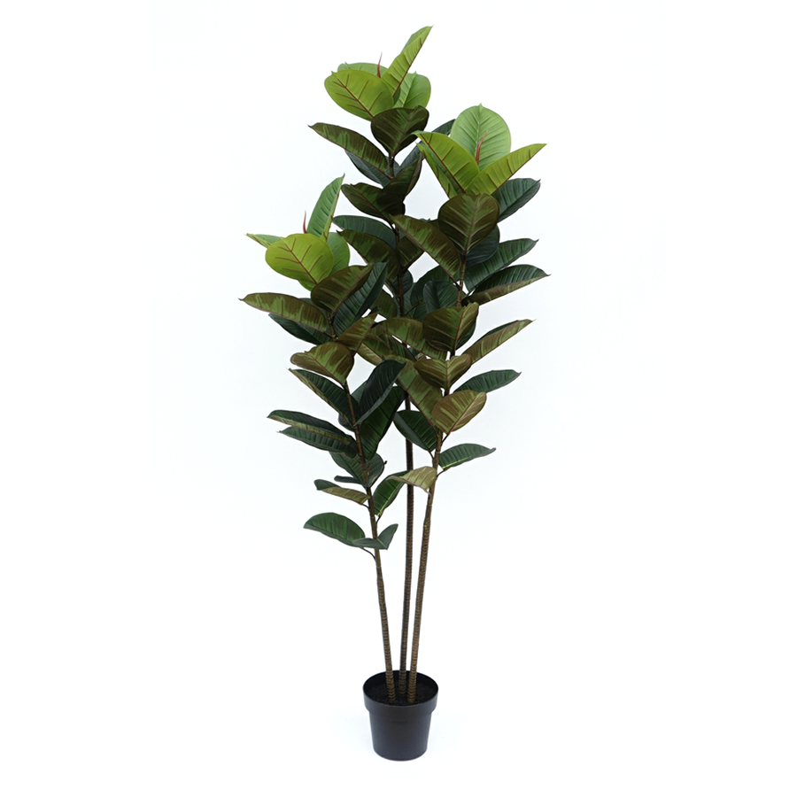 Rubber Plant Potted Plant 180 cm