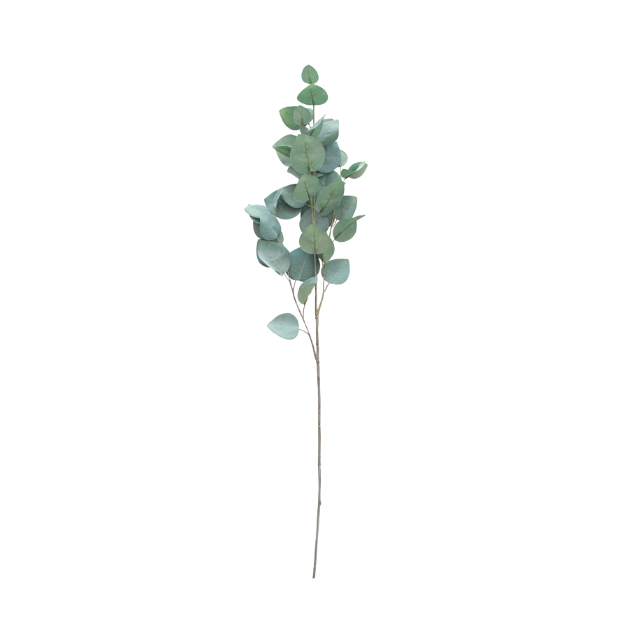 Silver Dollar Eucalyptus Single Leaf