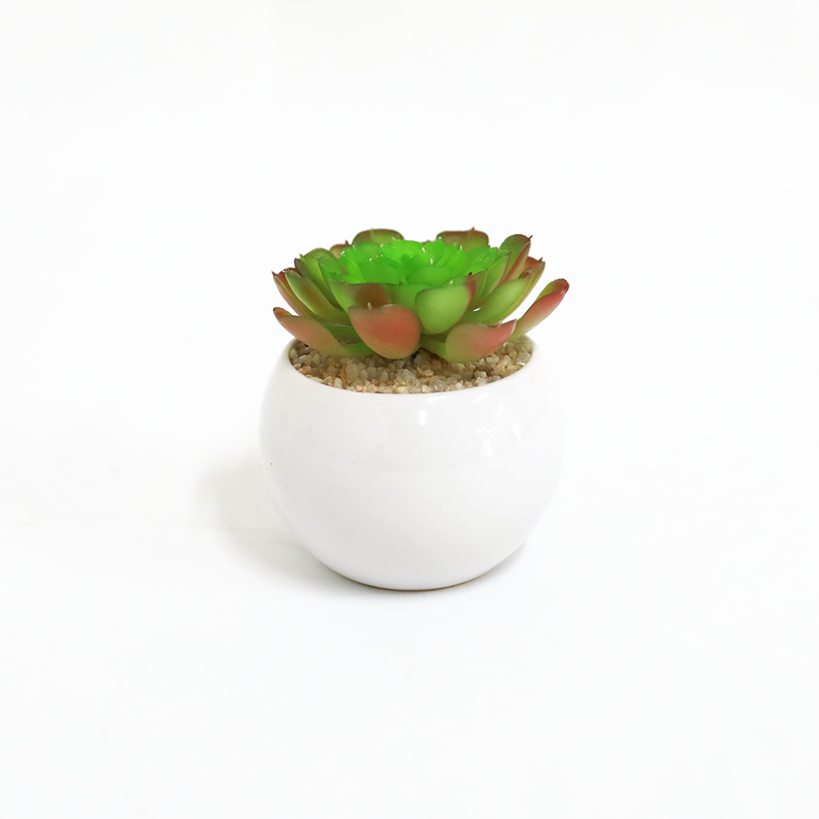 Echeveria Succulent Pot