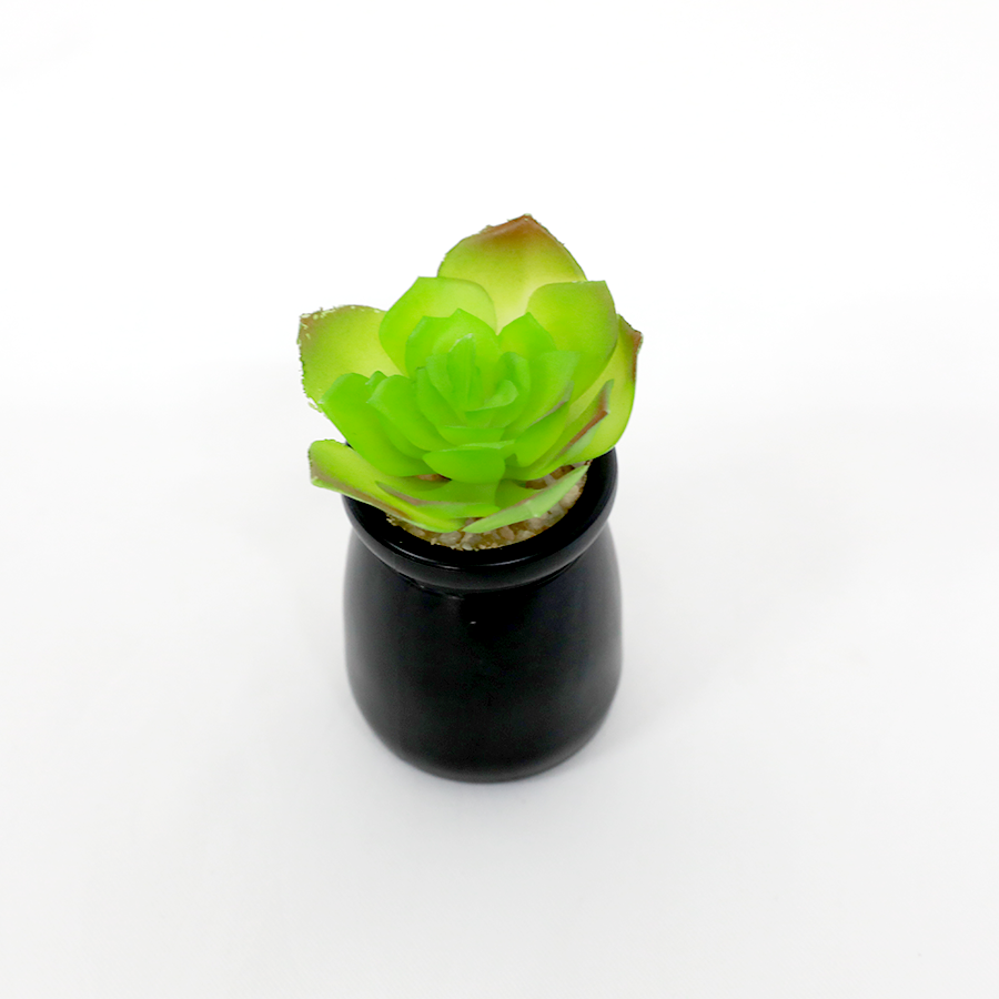 Pulidonis Succulent  Pot