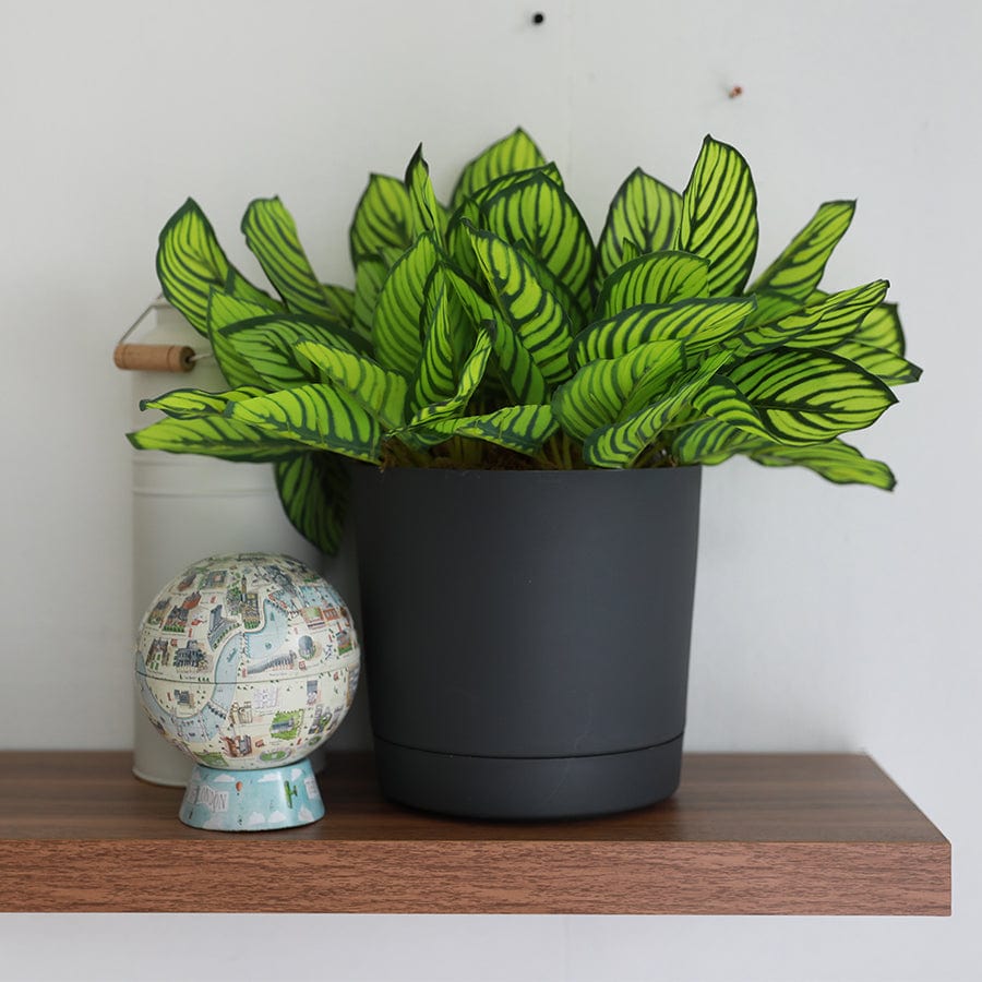 Palermo Plastic Planter Palermo Plastic Planter Mandaue Foam